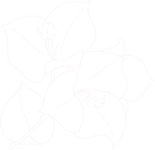 Bougainvillea Charm Fragrance