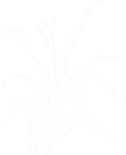 Lemon Grass Fragrance